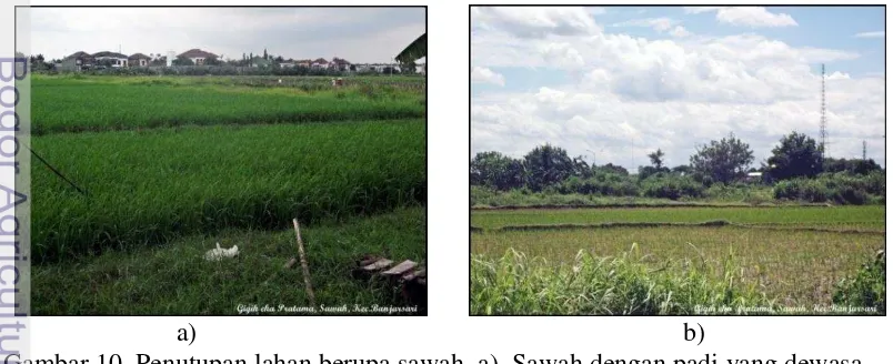 Gambar 10  Penutupan lahan berupa sawah. a)  Sawah dengan padi yang dewasa, 