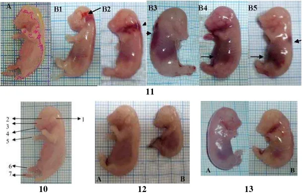 Figure 10. Morphologically normal fetuses of R. norvegicus. Note: 1. Pinnae, 2. Eye, 3