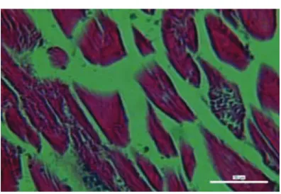 Gambar 3 Struktur jaringan ikan kakap merah sesudah pengukusan. 