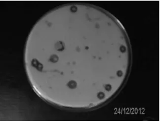 Gambar 3. Koloni bakteri pada media GTA+CACO3 