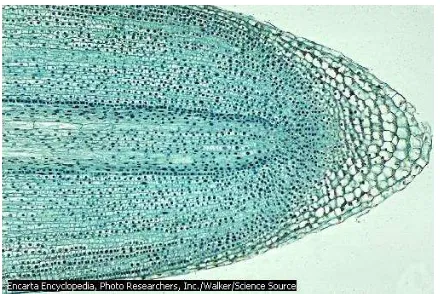 Gambar Jaringan meristem primer pada ujung akar 