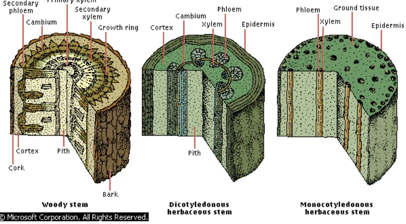 Gambar Perbedaan antara batang tumbuhan dicotil dengan monocotil 