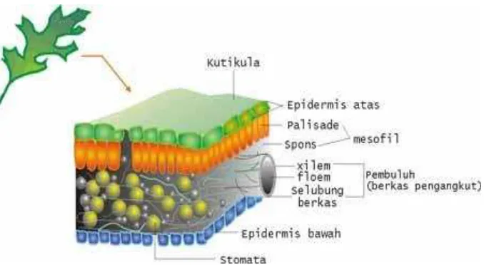 Gambar  Jaringan daun 