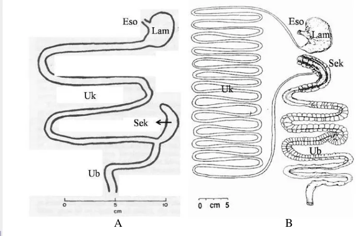 Gambar 1   Komparasi saruran pencernaaan omnivora pada bandikut Perameles    