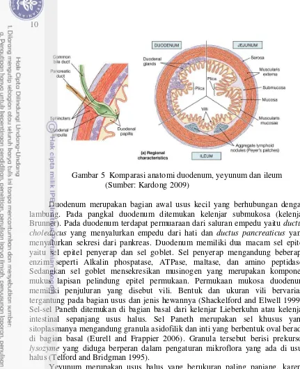 Gambar 5  Komparasi anatomi duodenum, yeyunum dan ileum 