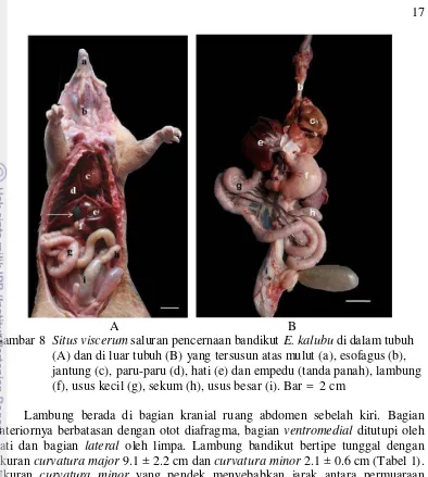 Gambar 8  Situs viscerum saluran pencernaan bandikut E. kalubu di dalam tubuh   