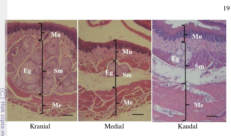 Gambar 10  Struktur  dinding esofagus E. kalubu. Lapisan mukosa (Mu) disusun  