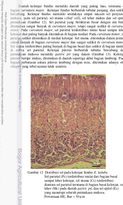 Gambar 12  Distribusi sel pada kelenjar fundus E. kalubu                                       leher (Mc) pada daerah                                        yang menutupi seluruh permukaan mukosa