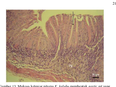 Gambar 13  Mukosa kelenjar pilorus E. kalubu                        dalam (anak panah), dan memiliki karakteristik sel-sel penghasil   membentuk gastic pit yang                         mukus (Pg)