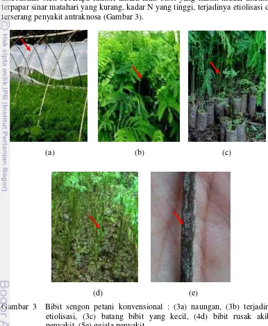 Gambar 3  Bibit sengon petani konvensional : (3a) naungan, (3b) terjadinya 