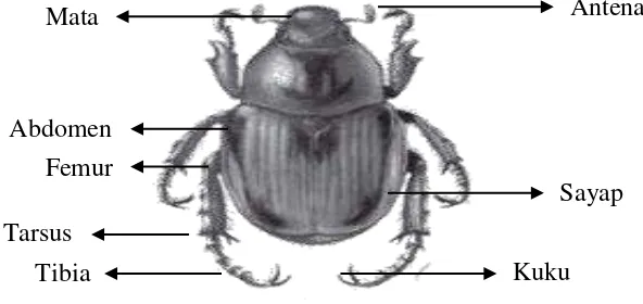 Gambar 1. Bagian-bagian Tubuh Kumbang Tinja (Maria, 1996) 