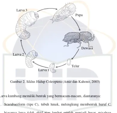 Gambar 2. Siklus Hidup Coleoptera (Amir dan Kahono, 2003) 