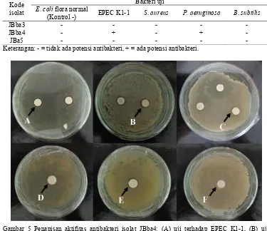 Gambar 5 Penapisan aktifitas antibakteri isolat JBba4: (A) uji terhadap EPEC K1-1, (B) uji terhadap P