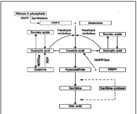Gambar 2.2. Metabolisme asam urat (Dipiro 2014) 