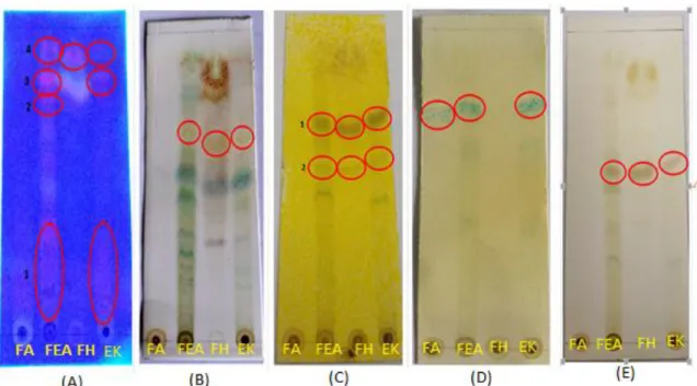 Gambar 1. Kromatogram pemeriksaan kandungan kimia ekstrak etanol dan fraksi daun  katuk pada plat silika gel GF254 