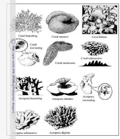 Gambar 2  Bentuk-bentuk pertumbuhan karang (English et al. 1994) 