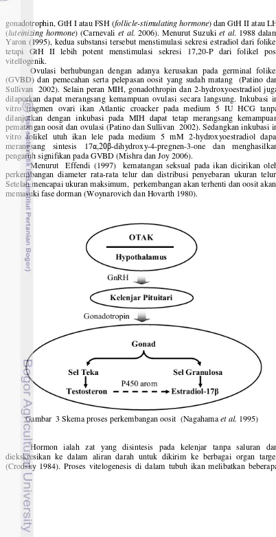 Gambar  3 Skema proses perkembangan oosit  (Nagahama et al. 1995) 