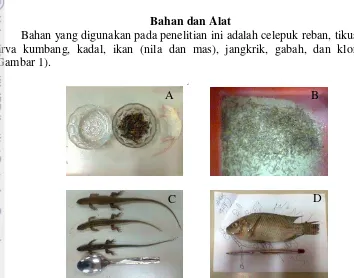Gambar 1  Jenis umpan. A. Air, jangkrik, tikus putih, B. Larva kumbang 
