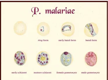 Gambar 2.2.1.2:Plasmodium malariae  Sumber:pinterest.com  3.  Plasmodium Ovale 