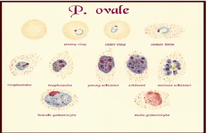 Gambar 2.2.1.3 :Plasmodium ovale  Sumber:msrblog.com 