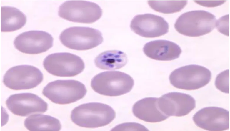 Gambar 2.2.1.5 :Plasmodium knowlesi  Sumber: mcdinternational.org 