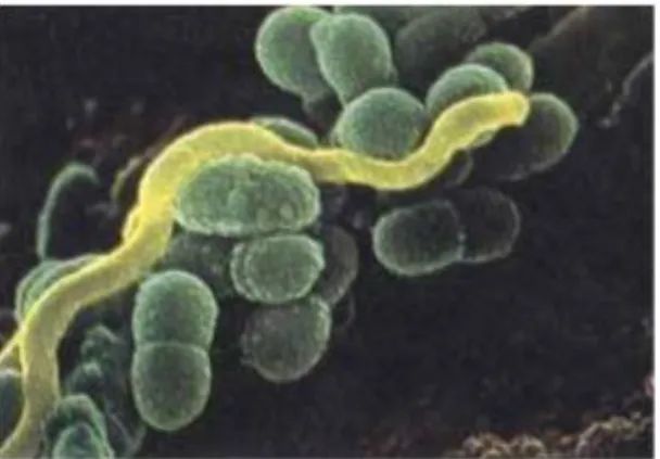 Gambar 11. Bakteri Streptococcus mutans  