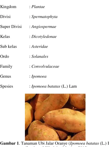 Gambar 1. Tanaman Ubi Jalar Oranye (Ipomoea batatas (L.) Lam)  (Sumber : Milind dan Monica, 2015) 