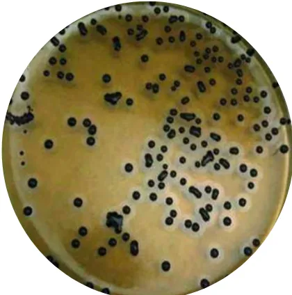 Gambar 4  Hasil uji isolasi S. aureus pada media BPA 