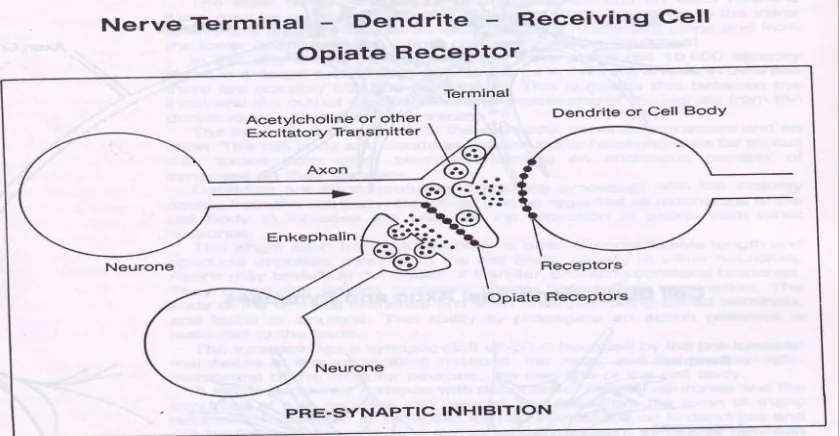 Gambar. 7. Presinaptic Inhibition by enkefalyn (Mellzac’k and Wall, 2006) 