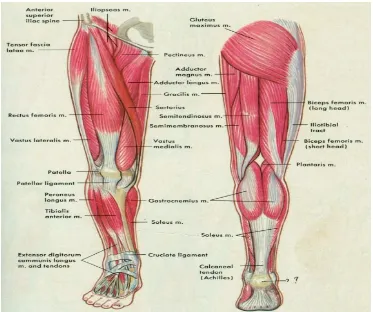 Gambar 4. Komponen otot tungkai,  tampak depan dan tampak belakang (Antony & Thibodeau, 1983: 195) 