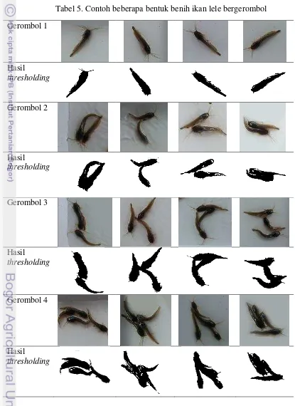 Tabel 5. Contoh beberapa bentuk benih ikan lele bergerombol 