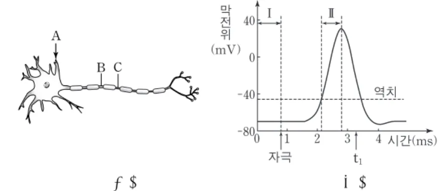 9. 그림 (가)는 뉴런의 세 지점 A ,  B ,  C 를, (나)는 A 에 자극을 주었을 때 B 에서의 막전위 변화를 나타낸 것이다.