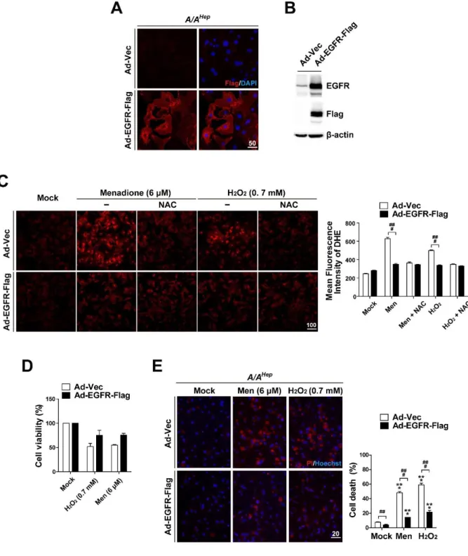 Figure  9.  EGFR  overexpression  reduces  the  susceptibility  of  eIF2α  phosphorylation-deficient primary hepatocytes to reactive oxygen species