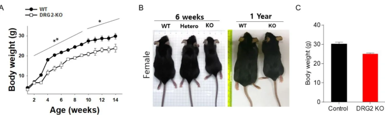 Figure 1. Decreased body weight in DRG2 depletion mice fed chow diet.