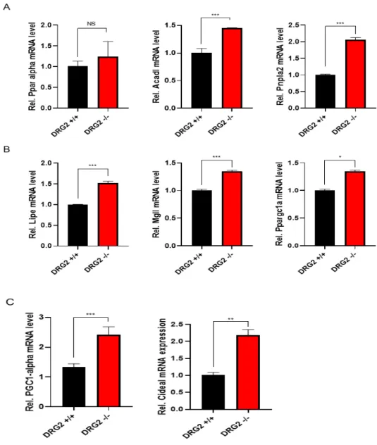 Figure 4. The expression level of the gene related to β-oxidation, Lipolysis and Thermogenesis in DRG2 depletion mice white adipose tissue fed chow diet was  confirmed.