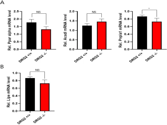 Figure 5. The expression level of the gene related to β-oxidation and Lipolysis in  DRG2 depletion mice Brown adipose tissue fed chow diet was confirmed.
