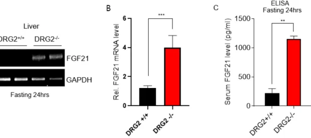 Figure 6. Fgf21 induction is responsible for improved metabolic profile in DRG2 KO  mice
