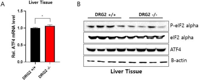 Figure 7. Atf4-dependent Fgf21 induction in DRG2 deficiency