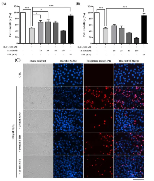 Fig. 4. Neuroprotection by AcAc or B-HB against oxidative stress in SH-SY5Y  cells. 