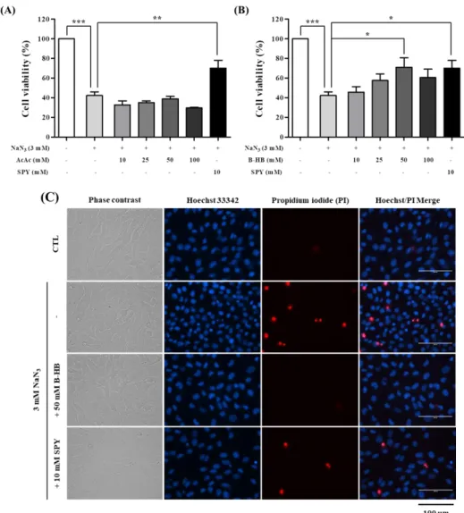Fig. 5. Neuroprotection by AcAc or B-HB against NaN 3 -induced cell death in  SH-SY5Y cells