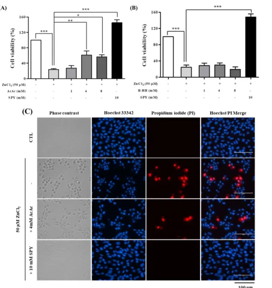 Fig. 7. Neuroprotection by AcAc or B-HB against ZnCl 2 -induced cell death in  SH-SY5Y cells