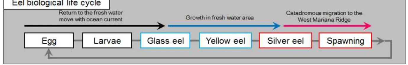 그림 2. 현재까지 알려진 뱀장어, Anguilla japonica 의 life cycle 모식도.
