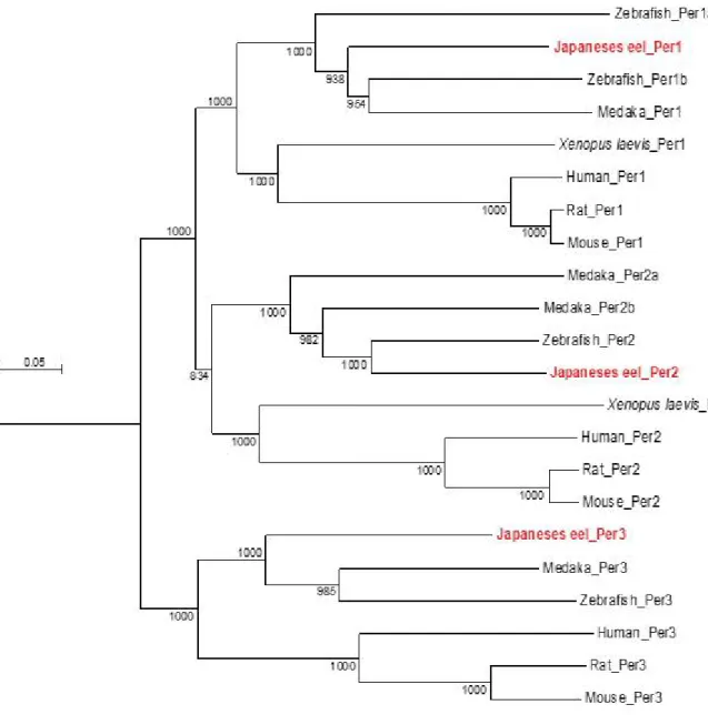 그림 7. 뱀장어 Period  amino  acid의 계통분류학적 분석
