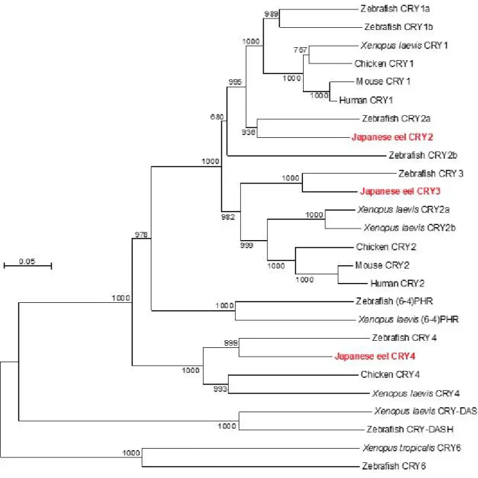 그림 8. 뱀장어 Cryptochrome  amino  acid의 계통분류학적 분석