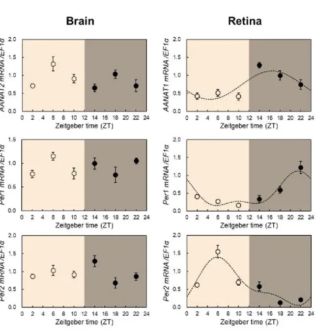 그림 9. 뱀장어 망막 및 뇌심부 시계유전자(AANAT1, 2, Per1, 2 mRNA)의 일주기 발현리듬