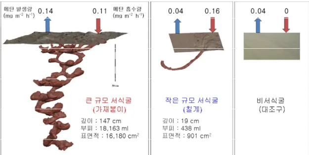 그림 1-2-1. 갯벌 생물의 서식굴 활동에 의한 메탄 플럭스