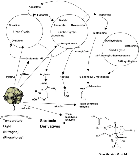 Figure  1.  Proposed  biochemical  pathway  of  STX  synthesis.  The  identification  of  STX  precursors  is  based  on  references  (Shimizu,  1993; 
