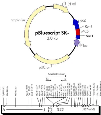 Figure  6.  Uni-ZAP  XR  vector와  pBluescript  SK-  vector의  map