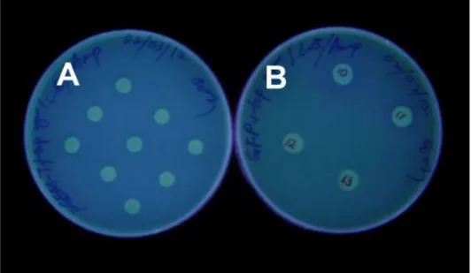 Figure  10.  Repellent  of  transformed  E.  coli   on  STX           A,  E.  coli ;  B,  Transformed  E