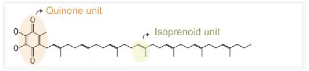 Fig.  2.  Chemical  synthesis  of  Coenzyme  Q  10